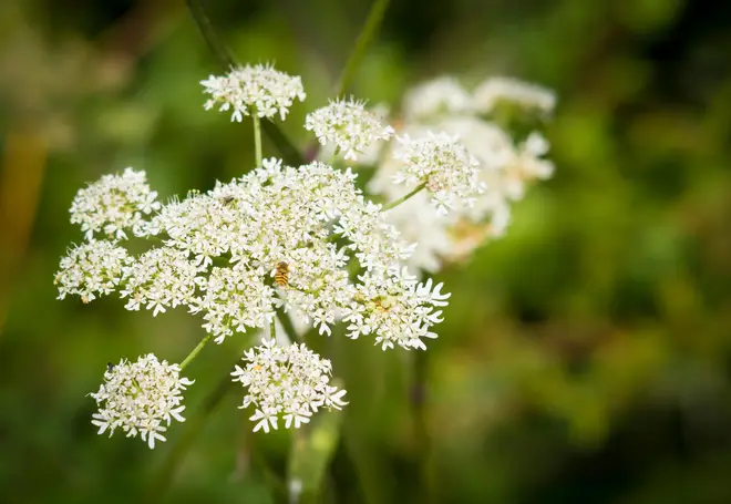 A giant hogweed warning has been issued in the area.