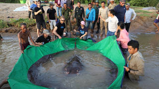 A team of Cambodian and American scientists and researchers, along with Fisheries Administration officials, prepares to release a giant freshwater stingray back into the Mekong River in the north-eastern province of Stung Treng, Cambodia