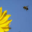 A bee arrives at a sunflower under blue sky in Gelsenkirchen, Germany