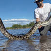 Record-Breaking Python-Florida