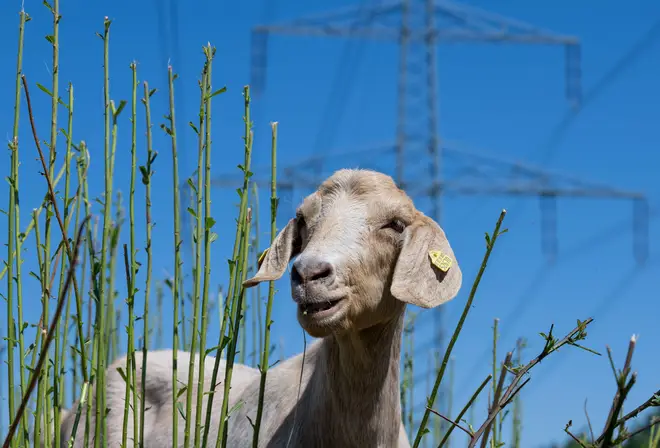 A goat set off a series of Russian booby traps in Ukraine (file image)