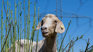 A goat set off a series of Russian booby traps in Ukraine (file image)