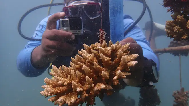 Climate Coral Reefs