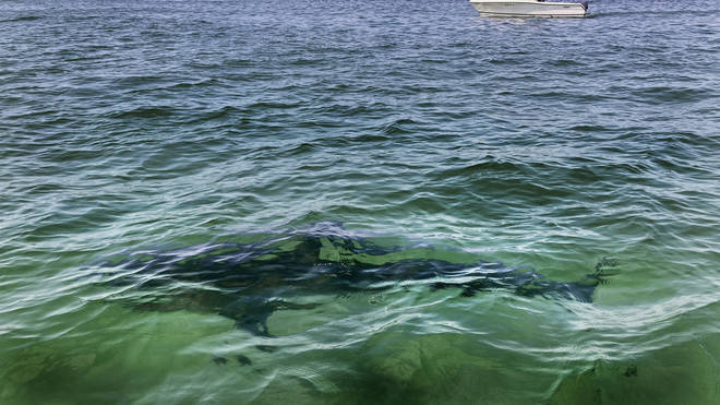 A shark is seen swimming across a sand bar (Phil Marcelo/AP)
