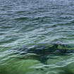 A shark is seen swimming across a sand bar (Phil Marcelo/AP)