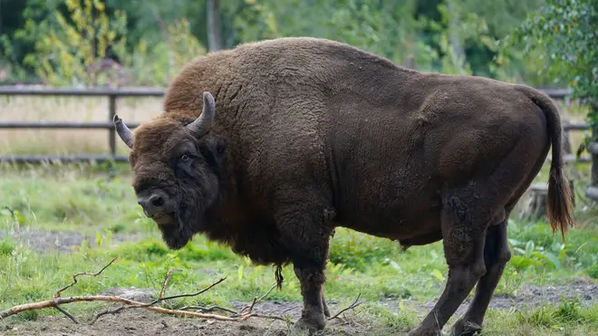 Bison have been introduced into Kent woodland part of a £1.2 million rewilding project