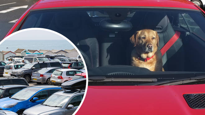 Dogs should not be left in hot cars on warm days