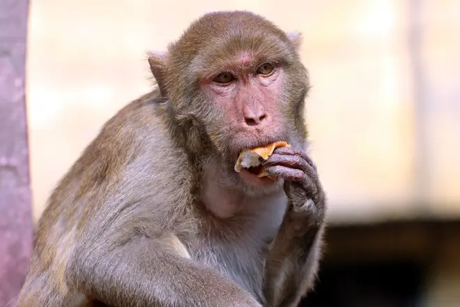 Japanese macaque monkey