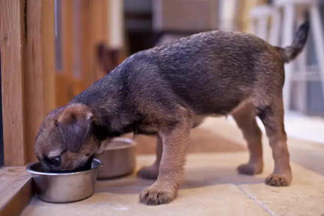 Puppy Border Terrier Feeding