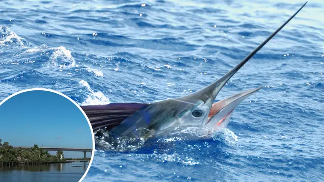 A woman was impaled when a sailfish leapt out of the ocean