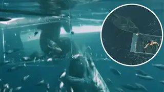 Terrifying moment massive 16ft great white shark smashes open diver cage