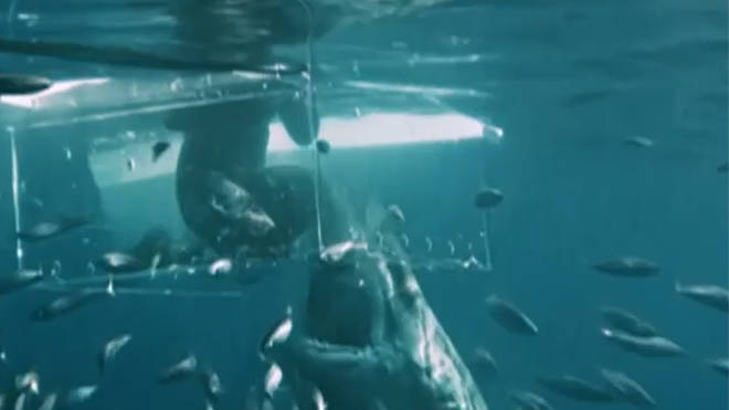 Terrifying moment great white shark smashes through divers cage