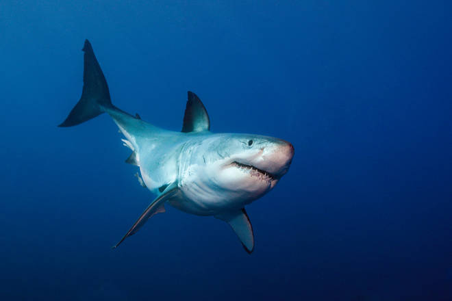 Great white sharks are classed as vulnerable by the WWF, and endangered in China