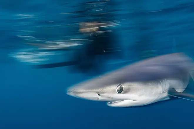 A snorkeller swims alongside a Blue Shark (file photo)