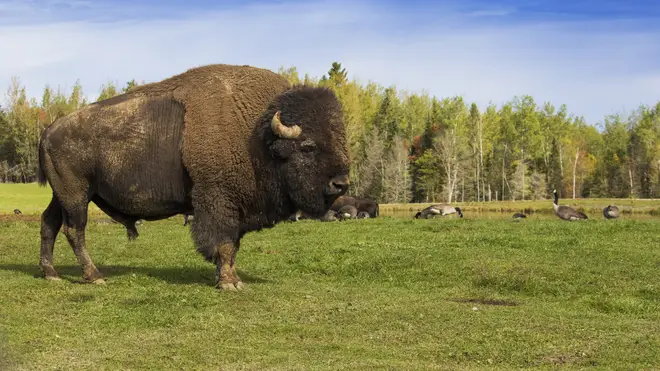 A bison charged Amelia in a nature park in South Dakota