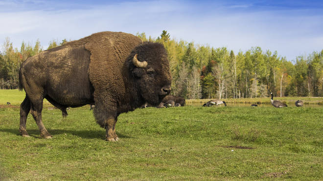 A bison charged Amelia in a nature park in South Dakota