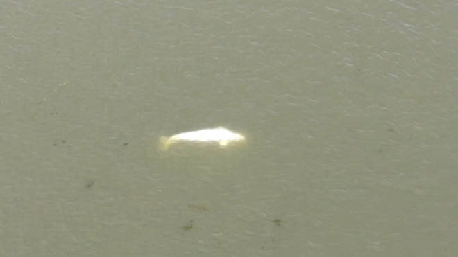 In this image taken from video footage run by the French fire services of the Eure region (SDIS27) shows a Beluga whale in the Seine river in Saint-Pierre-la-Garenne, west of Paris