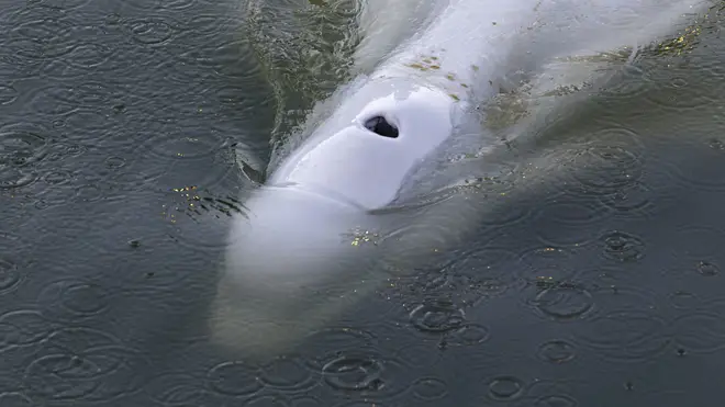 The Beluga whale in the Seine river (Sea Shepherd via AP)