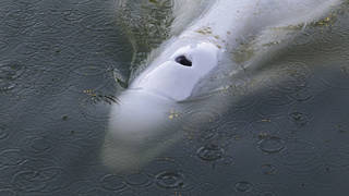 The Beluga whale in the Seine river (Sea Shepherd via AP)