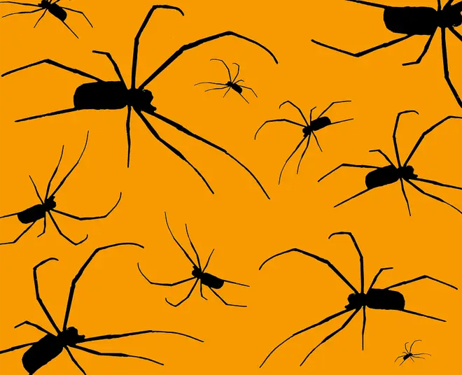 Black Spider on orange background