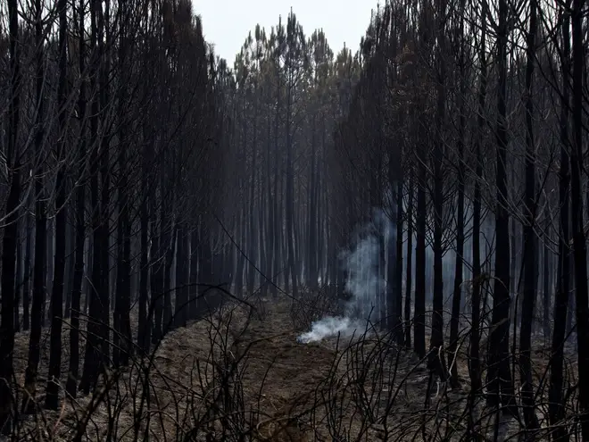An area of forest burnt by the fire which erupted near Hostens