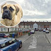 The youngster was attacked by the Bull Mastiff-type animal (stock picture) in Liverpool.
