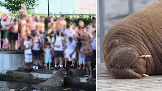 Freya the walrus has been killed in Norway after crowds kept getting too close
