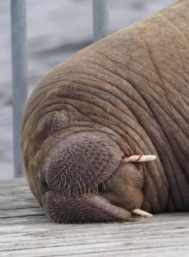 The walrus, who loved people, was euthanised after crowds ignored safety warnings to keep away