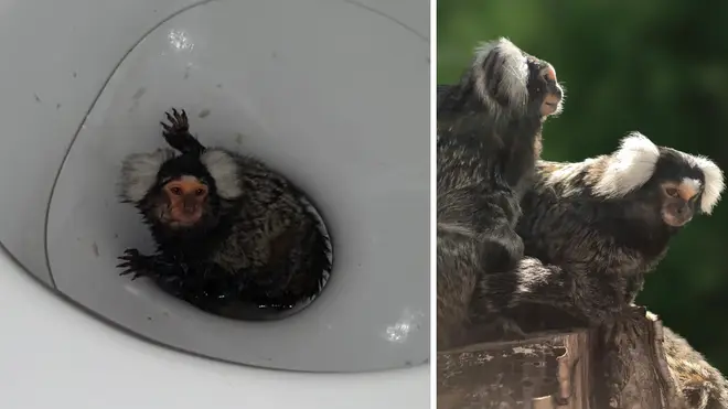An abused marmoset who was flushed down a toilet is enjoying living her new life at Monkey World