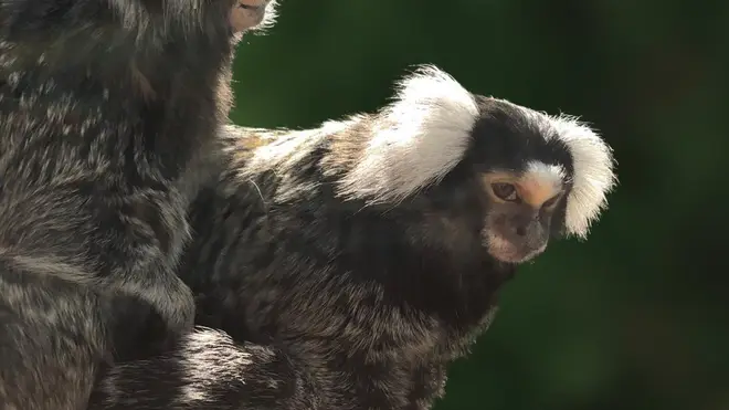 Milly is living in Monkey World with her 'boyfriend' called Moon