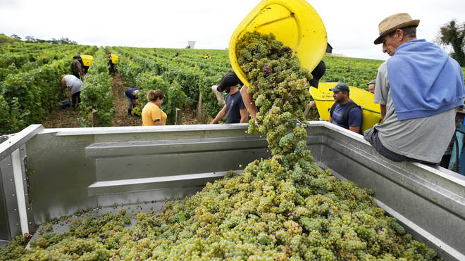 Workers collect white grapes of sauvignon in the Grand Cru Classe de Graves of the Château Carbonnieux, in Pessac Leognan, south of Bordeaux, south-western France