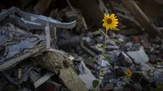 Sunflowers grow amid the rubble of Vladimir’s house after being bombed by Russians in Chernihiv, Ukraine