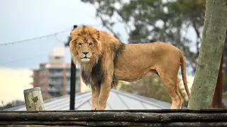 AUSTRALIA-ANIMALS-LION-BIRTHDAY