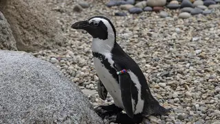 Penguin Lucas does a test walk with custom orthopaedic footwear at the San Diego Zoo