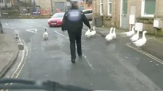 Police Attempt To Get Gaggle Of Geese Off The Road In Comical Video