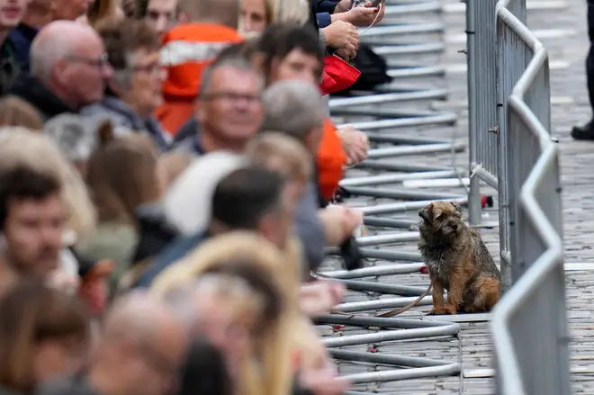 A lone dog watches proceedings on Royal Mile earlier today