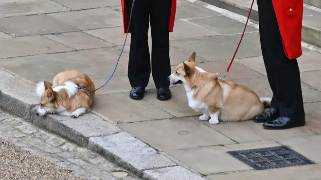 The Queen's corgis, Muick and Sandy, as seen inside Windsor Castle after the Queen's funeral
