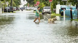 A dog is walked through floodwater as the tide rises in Key West, Florida as the first bands of rain associated with Hurricane Ian pass to the west of the island chain