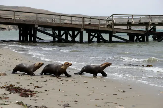 Sea lion pups going back into the sea after getting treatment