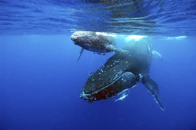 Humpback whales off Tonga
