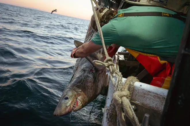 A crew member aboard a commercial fishing boat tries to cut...