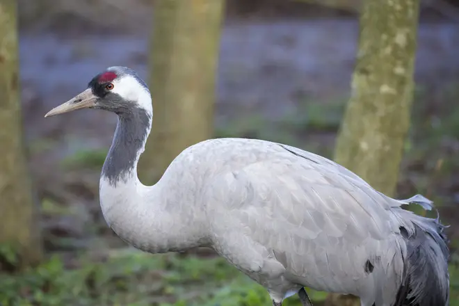 Eurasian Crane at Slimbridge, UK