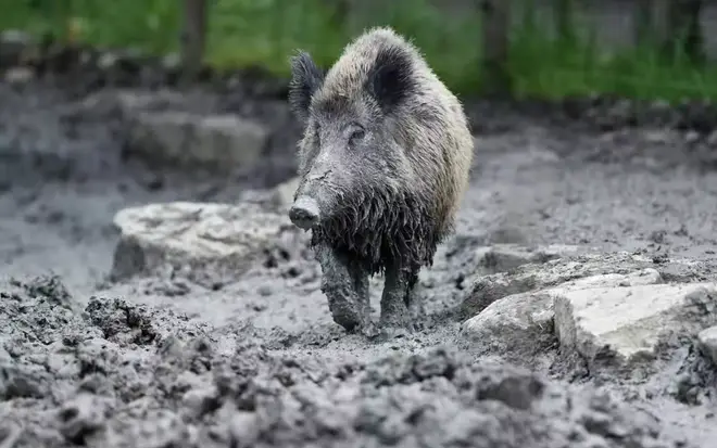 Wild boar in France