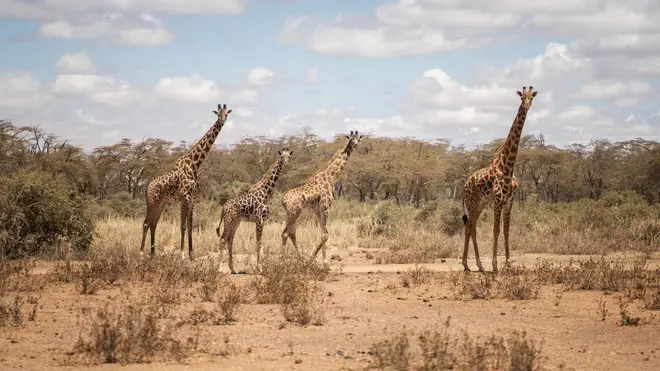 A giraffe has trampled a one-year-old baby to death