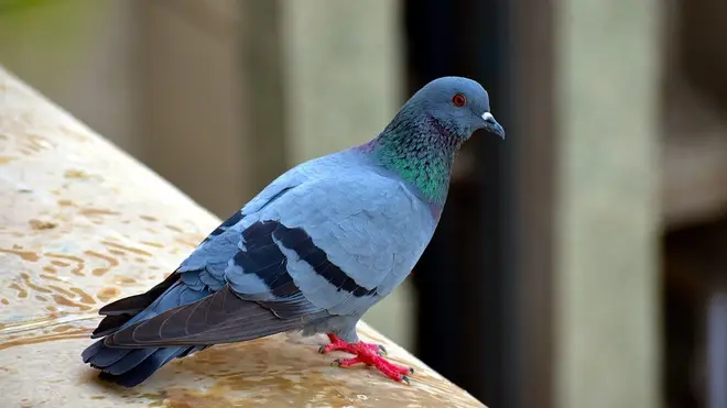 Pigeon