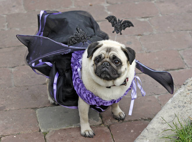 Pugs dressed in Halloween costumes