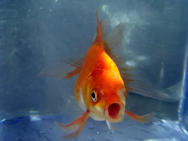 Goldfish with mouth open