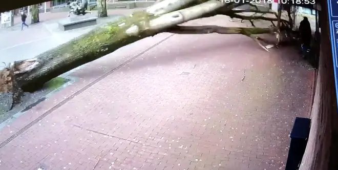 Falling tree almost hits woman and baby