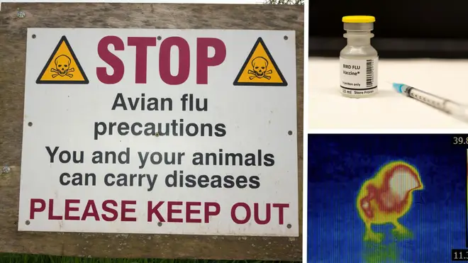 Bird flu cases are on the rise, leading to mandatory regulations for flock owners