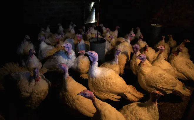 Turkeys roosting indoors due to an earlier avian flu outbreak
